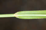 Saltmarsh umbrella-sedge